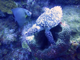 032 Hawksbill Sea Turtle and Gray Angelfish IMG 5788